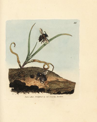 Kaivosmehiläinen, Andrena nigroaenea (Melitta nigro-aenea). James Sowerbyn käsinvärinen kuparikaiverrus The British Miscellanysta tai värilliset hahmot uusista, harvinaisista tai vähän tunnetuista eläimistä. tekijältä James Sowerby