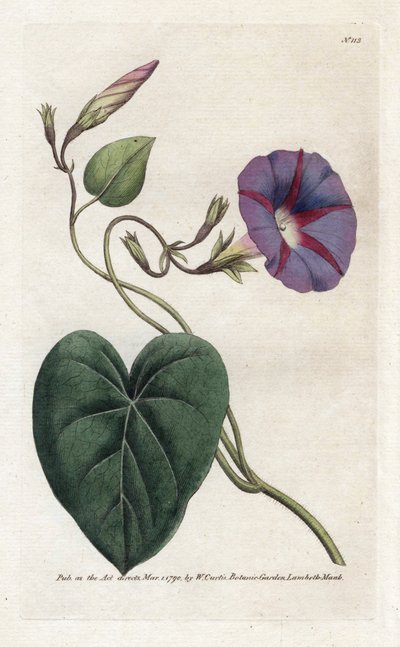 Morning Glory tai Ipomee - James Sowerbyn (1757-1822) litografia, William Curtisin kasvitieteellinen aikakauslehti (1746-1799) tekijältä James Sowerby