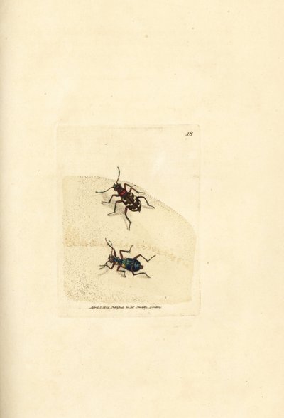 Pohjoinen dyynitiikerikuoriainen, Cicindela hybrida. James Sowerbyn käsinvärinen kuparikaiverrus The British Miscellanysta tai värillisiä hahmoja uusista, harvinaisista tai vähän tunnetuista eläimistä. tekijältä James Sowerby