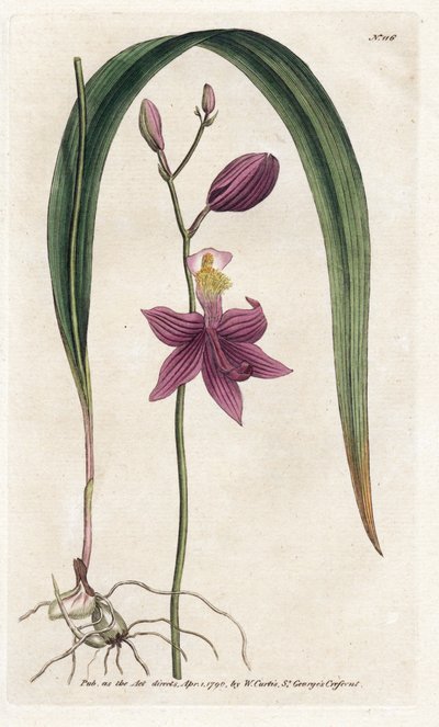 Orkidea: calopogon tuberus - James Sowerbyn (1757-1822) litografia, William Curtis