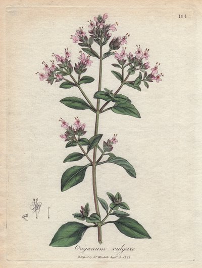 Oregano. Käsinvärjätty kuparikaiverrus James Sowerbyn (1757-1822) piirroksesta Botanique Medicinalessa tekijältä James Sowerby