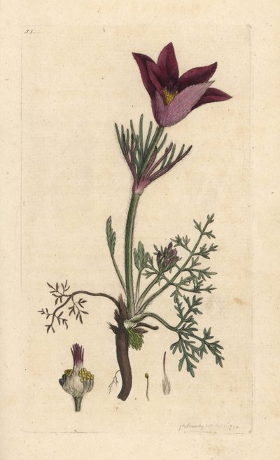 Pasqueflower, Anemone pulsatilla (pulsatille) Käsinvärinen kuparikaiverrus James Sowerbyn kuvituksen mukaan James Smithin Englannin kasvitieteellisestä lehdestä Lontoossa tekijältä James Sowerby