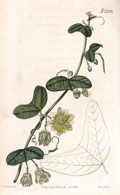 Passionflower -lajike - Passiflora biflora (Crescent-leaved passionflower, Passiflora lunata). Weddellin käsinvärinen kuparikaiverrus James Sowerbyn kuvituksen jälkeen Samuel Curtisin "" Botanical Magazine -lehdestä" Lontoossa tekijältä James Sowerby