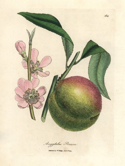 Persikkapuu kypsillä hedelmillä ja vaaleanpunaisilla kukilla, Amygdalus persica tekijältä James Sowerby