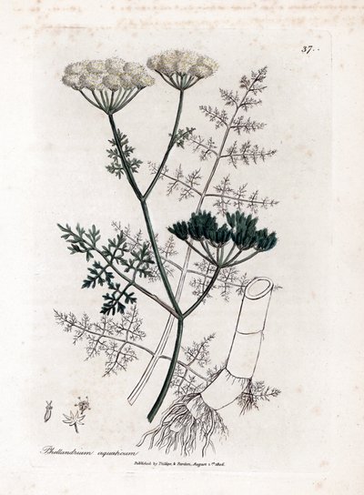 Phellandrium aquatium - Hienolehtinen vesihelma, Phellandrium aquatium. Käsinvärinen kuparilevykaiverrus James Sowerbyn kasvitieteellisestä kuvituksesta William Woodvillesta ja Sir William Jackson Hookerin "" Medical Botany" -teoksesta, John Bohn, Lontoo tekijältä James Sowerby