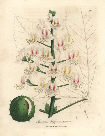 Hevoskastanjapuun, Aesculus hippocastanum, vaaleanpunainen kukka ja hedelmä tekijältä James Sowerby