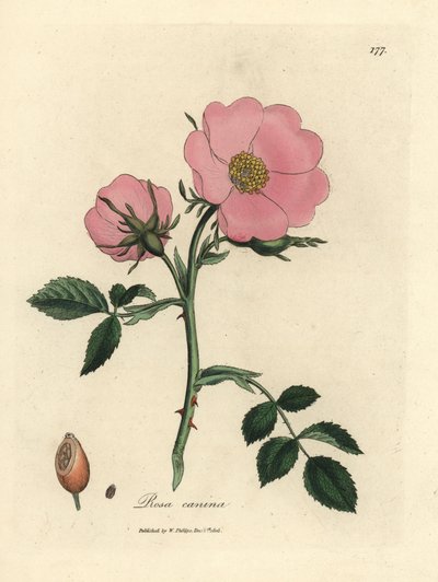 Vaaleanpunainen koiraruusu ruusunmarjalla, Rosa canina tekijältä James Sowerby
