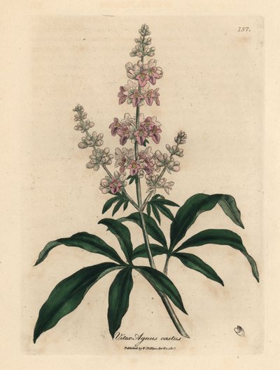 Vaaleanpunainen kukkainen puhdaspuu, Vitex agnus castus tekijältä James Sowerby