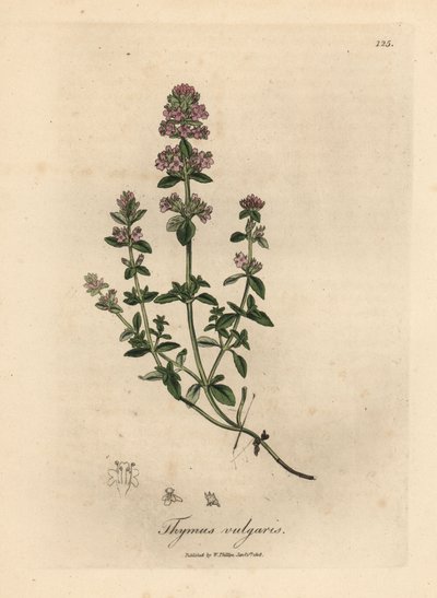 Vaaleanpunainen kukkainen puutarhatimjami, Thymus vulgaris tekijältä James Sowerby
