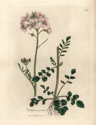 Vaaleanpunainen kukkainen naisten smokki tai kukkakukka, Cardamine pratensis tekijältä James Sowerby