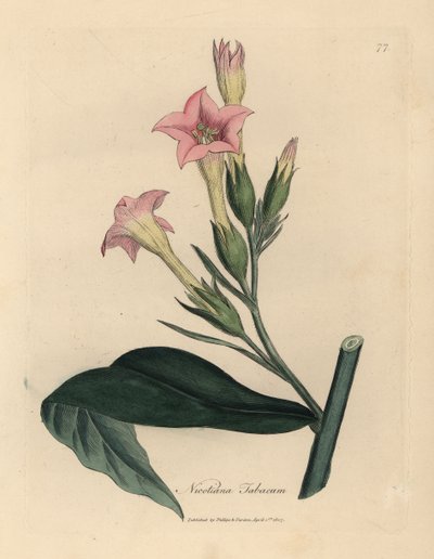 Vaaleanpunainen kukkainen tupakkakasvi, Nicotiana tabacum tekijältä James Sowerby