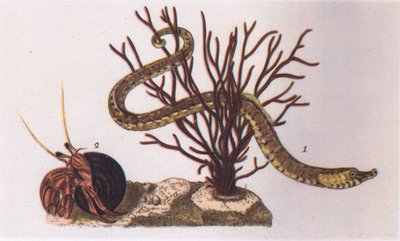 Piippukala ja erakkorapu, Collinsin julkaisema Nature in Britain, 1946. tekijältä James Sowerby