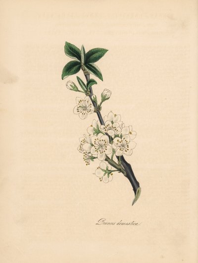 Luumupuu - Tavallinen luumupuu, Prunus domestica. Otettu James Sowerbyn kuvituksesta William Woodvillen teoksesta "Medical Botany". C. Chabotin käsinvärinen sinkografi, jonka on piirtänyt neiti M. A. Burnett teoksesta "" Plantae Utiliores: or Illustrations tekijältä James Sowerby