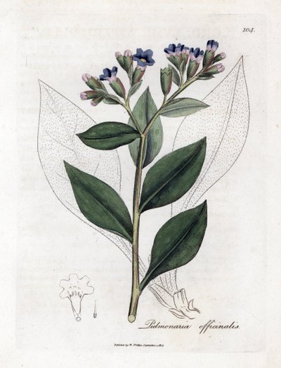 Keuhkojen officinale - keuhkojuuri, Pulmonia officinalis. Käsinvärinen kuparilevykaiverrus James Sowerbyn kasvitieteellisestä kuvituksesta William Woodvillesta ja Sir William Jackson Hookerin "" Medical Botany" -teoksesta, John Bohn, Lontoo tekijältä James Sowerby