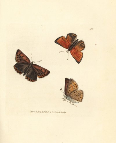 Puhdasreunainen kupariperhonen, Lycaena virtahepo. James Sowerbyn käsinvärinen kuparikaiverrus The British Miscellanysta tai värillisiä hahmoja uusista, harvinaisista tai vähän tunnetuista eläimistä. tekijältä James Sowerby