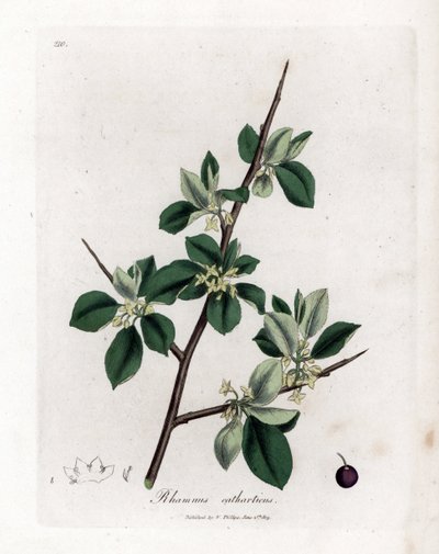 Purgatiivinen tai katarsinen tyrni - Purging tyrni, Rhamnus catharticus. Käsinvärinen kuparilevykaiverrus James Sowerbyn kasvitieteellisestä kuvituksesta William Woodvillesta ja Sir William Jackson Hookerin "" Medical Botany" -teoksesta, John Bohn, Lontoo tekijältä James Sowerby