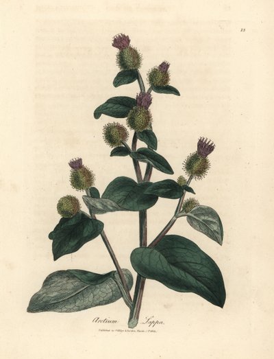 Purppurakukkainen takiainen, Arctium lappa tekijältä James Sowerby