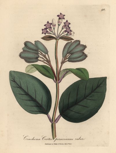 Violetti kukkainen punainen perulainen kuoripuu, Cinchona cortex peruvianus ruber tekijältä James Sowerby
