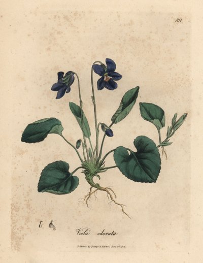 Purppurakukkainen makea orvokki, Viola odorata tekijältä James Sowerby