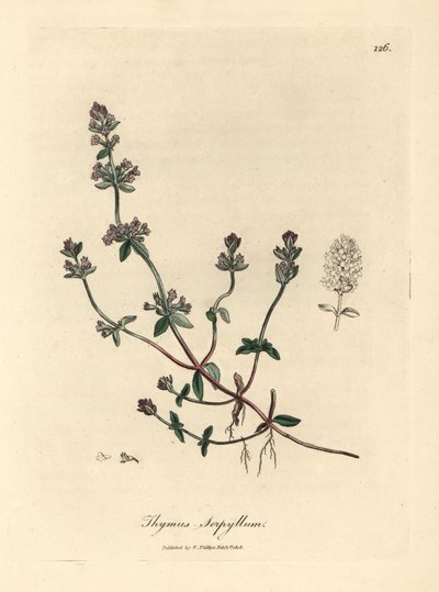 Violetti kukkainen villitimjami, Thymus serpyllum tekijältä James Sowerby