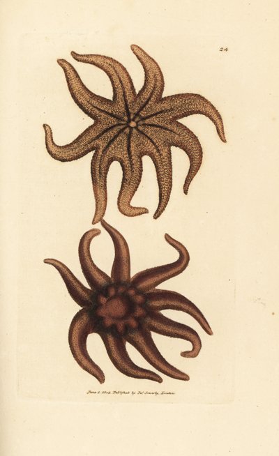 Purppura aurinkotähti, Solaster endeca (yhdeksänsäteinen meritähti, Asterias endeca). James Sowerbyn käsinvärinen kuparikaiverrus The British Miscellanysta tai värillisiä hahmoja uusista, harvinaisista tai vähän tunnetuista eläimistä. tekijältä James Sowerby