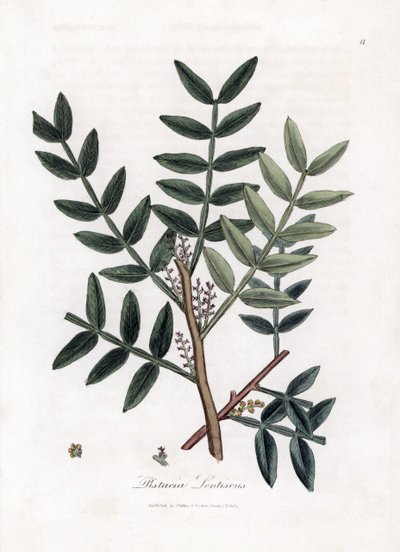 Kittipuu tai lentiscus-pistaasi - Kittipuu, Pistacia lentiscus. Käsinvärinen kuparilevykaiverrus James Sowerbyn kasvitieteellisestä kuvituksesta William Woodvillesta ja Sir William Jackson Hookerin "" Medical Botany" -teoksesta, John Bohn, Lontoo tekijältä James Sowerby