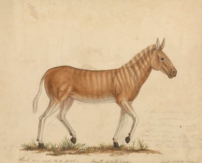 Quagga Zebra tekijältä James Sowerby