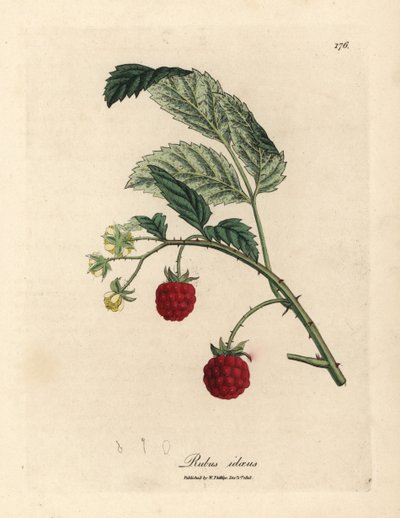 Vadelmapensas kypsillä hedelmillä ja keltaisilla kukilla, Rubus idaeus tekijältä James Sowerby