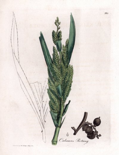 Rottinkipalmu - Rotang-ruoko, Calamus rotang. Käsinvärinen kuparilevykaiverrus James Sowerbyn kasvitieteellisestä kuvituksesta William Woodvillesta ja Sir William Jackson Hookerin "" Medical Botany" -teoksesta, John Bohn, Lontoo tekijältä James Sowerby