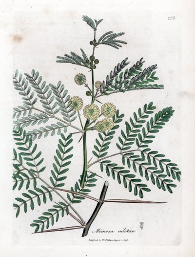 Red Gum - arabikumi, Acacia nilotica. Käsinvärinen kuparilevykaiverrus James Sowerbyn kasvitieteellisestä kuvituksesta William Woodvillesta ja Sir William Jackson Hookerin "" Medical Botany" -teoksesta, John Bohn, Lontoo tekijältä James Sowerby