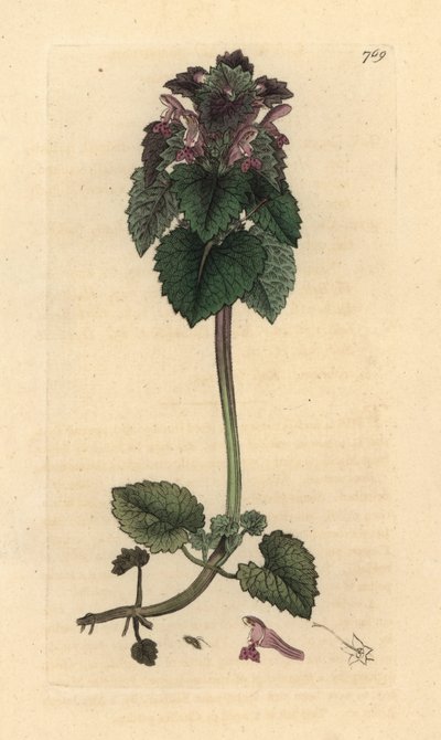 Punainen nokkonen, Lamium purpureum Käsinvärinen kuparikaiverrus James Sowerbyn piirustuksen mukaan James Smithin englantilaiseen kasvitieteeseen tekijältä James Sowerby