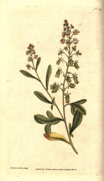 Reseda odorant - Makean tuoksuinen reseda tai mignonette, Reseda odorata. James Sowerbyn käsinvärinen kuparikaiverrus ja kasvitieteellinen kuvitus William Curtisin The Botanical Magazinesta, Lambeth Marsh, Lontoo tekijältä James Sowerby