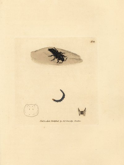 Rove-kuoriainen, Velleius dilatatus (Sahalaitainen Staphylinus, Staphylinus concolor). James Sowerbyn käsinvärinen kuparikaiverrus The British Miscellanysta tai värilliset hahmot uusista, harvinaisista tai vähän tunnetuista eläimistä. tekijältä James Sowerby