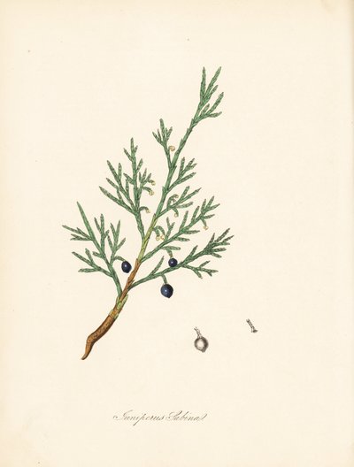 Sabiinikataja - Tavallinen savin tai katajasavin, Juniperus sabina. Otettu James Sowerbyn kuvituksesta William Woodvillesta ja Sir William Jackson Hookerin teoksesta "Medical Botany". tekijältä James Sowerby