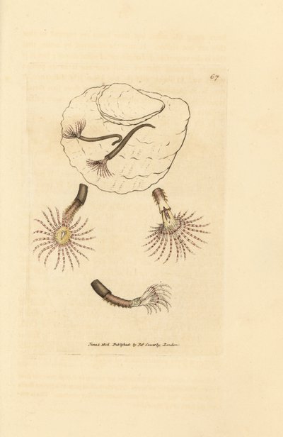 Hiekkamato karmiininpunaisilla tuntoterillä, Amphitrite rosea. James Sowerbyn käsinvärinen kuparikaiverrus The British Miscellanysta tai värillisiä hahmoja uusista, harvinaisista tai vähän tunnetuista eläimistä. tekijältä James Sowerby