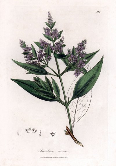 Santelipuu - Intialainen santelipuu, Santalum albumi. Haavoittuvainen. Käsinvärinen kuparilevykaiverrus James Sowerbyn kasvitieteellisestä kuvituksesta William Woodvillesta ja Sir William Jackson Hookerin "" Medical Botany" -teoksesta, John Bohn, Lontoo tekijältä James Sowerby