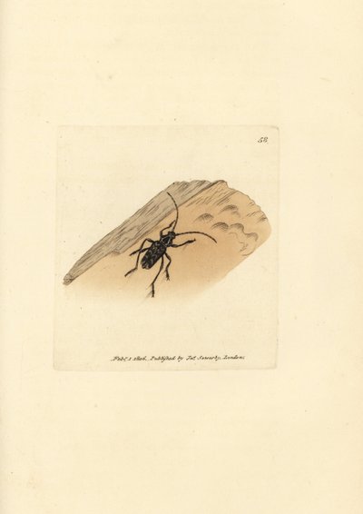 Sarosesthes fulminans -kuoriainen (Cerambyx fulminans). James Sowerbyn käsinvärinen kuparikaiverrus The British Miscellanysta tai värillisiä hahmoja uusista, harvinaisista tai vähän tunnetuista eläimistä. tekijältä James Sowerby