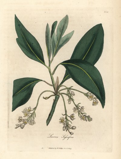 Sassafras puu, Laurus sassafras tekijältä James Sowerby
