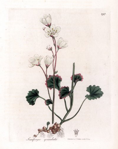 Saxifrage rakeet tai kuplat - Valkoinen saksifrage, Saxifraga granulata. Käsinvärinen kuparilevykaiverrus James Sowerbyn kasvitieteellisestä kuvituksesta William Woodvillesta ja Sir William Jackson Hookerin "" Medical Botany" -teoksesta, John Bohn, Lontoo tekijältä James Sowerby