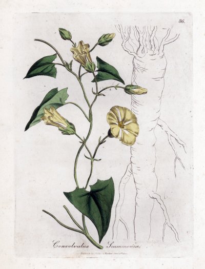 Scamonee - Scammony bindweed, Convolvulus scammonia. Käsinvärinen kuparilevykaiverrus James Sowerbyn kasvitieteellisestä kuvituksesta William Woodvillesta ja Sir William Jackson Hookerin "" Medical Botany" -teoksesta, John Bohn, Lontoo tekijältä James Sowerby