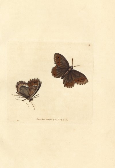 Skotlantilainen Argus-perhonen, Erebia aethiops (Papilio blandina). James Sowerbyn käsinvärinen kuparikaiverrus The British Miscellanysta tai värilliset hahmot uusista, harvinaisista tai vähän tunnetuista eläimistä. tekijältä James Sowerby