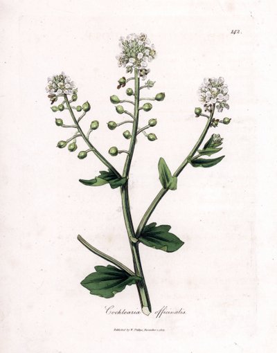 Scurvygrass, Cochlearia officinalis. Käsinvärinen kuparilevykaiverrus James Sowerbyn kasvitieteellisestä kuvituksesta William Woodvillesta ja Sir William Jackson Hookerin "" Medical Botany" -teoksesta, John Bohn, Lontoo tekijältä James Sowerby