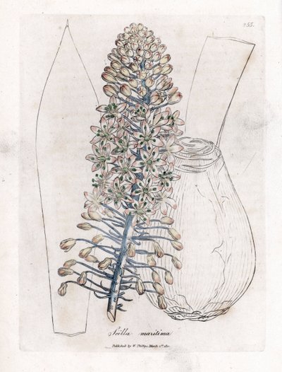 Merisipuli tai squill, Drimia maritima. Käsinvärinen kuparilevykaiverrus James Sowerbyn kasvitieteellisestä kuvituksesta William Woodvillesta ja Sir William Jackson Hookerin "" Medical Botany" -teoksesta, John Bohn, Lontoo tekijältä James Sowerby