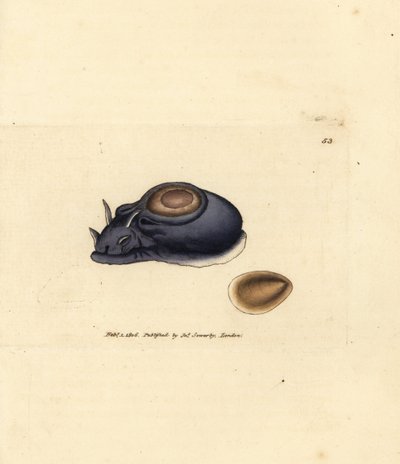 Merietana tai merijänis, Aplysia punctata (Aplysia hybrida). James Sowerbyn käsinvärinen kuparikaiverrus The British Miscellanysta tai värillisiä hahmoja uusista, harvinaisista tai vähän tunnetuista eläimistä. tekijältä James Sowerby