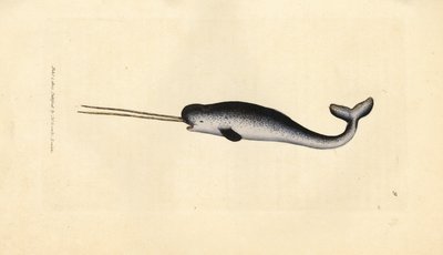 Meriyksisarvinen tai narvala, Monodon monoceros. Harvinainen kaksoishampaita. James Sowerbyn käsinvärinen kuparikaiverrus The British Miscellanysta tai värillisiä hahmoja uusista, harvinaisista tai vähän tunnetuista eläimistä. tekijältä James Sowerby
