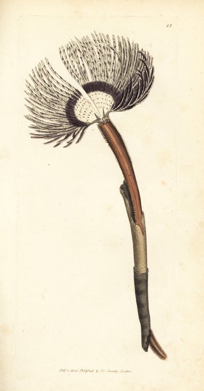 Merimato, Amphitrite ventilabrum. James Sowerbyn käsinvärinen kuparikaiverrus The British Miscellanysta tai värillisiä hahmoja uusista, harvinaisista tai vähän tunnetuista eläimistä. tekijältä James Sowerby