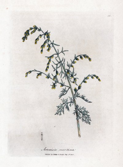 Merikoiruoho, Artemisia maritima. Käsinvärinen kuparilevykaiverrus James Sowerbyn kasvitieteellisestä kuvituksesta William Woodvillesta ja Sir William Jackson Hookerin "" Medical Botany" -teoksesta, John Bohn, Lontoo tekijältä James Sowerby