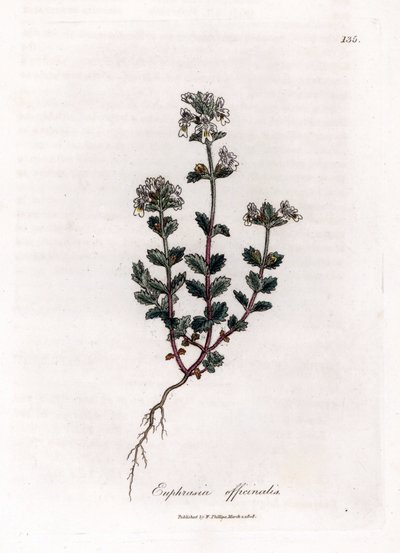 Lyhytnäköinen ruoho - Euphrasia officinalis. Käsinvärinen kuparilevykaiverrus James Sowerbyn kasvitieteellisestä kuvituksesta William Woodvillesta ja Sir William Jackson Hookerin "" Medical Botany" -teoksesta, John Bohn, Lontoo tekijältä James Sowerby