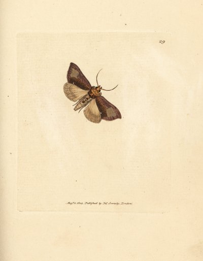 Hoikka kiillotettu brassels, Thysanoplusia orichalcea (Yorkshiren kiillotettu brasselkoi; Phalaena Noctua aerifera). James Sowerbyn käsinvärinen kuparikaiverrus The British Miscellanysta tai värilliset hahmot uusista, harvinaisista tai vähän tunnetuista el tekijältä James Sowerby