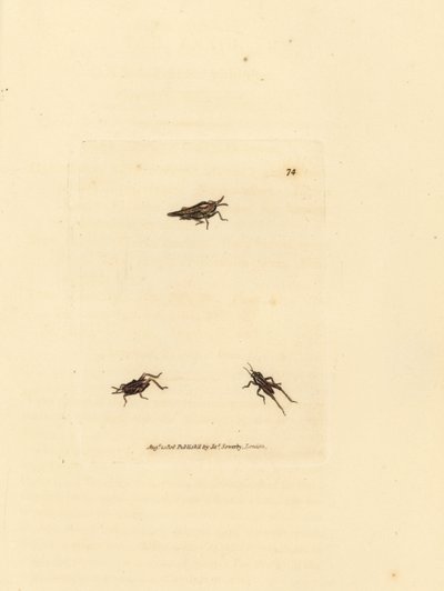 Hoikka heinäsirkka, Tetrix subulata (AWL-muotoinen akrydium, Acrydium subulatum). James Sowerbyn käsinvärinen kuparikaiverrus The British Miscellanysta tai värillisiä hahmoja uusista, harvinaisista tai vähän tunnetuista eläimistä. tekijältä James Sowerby